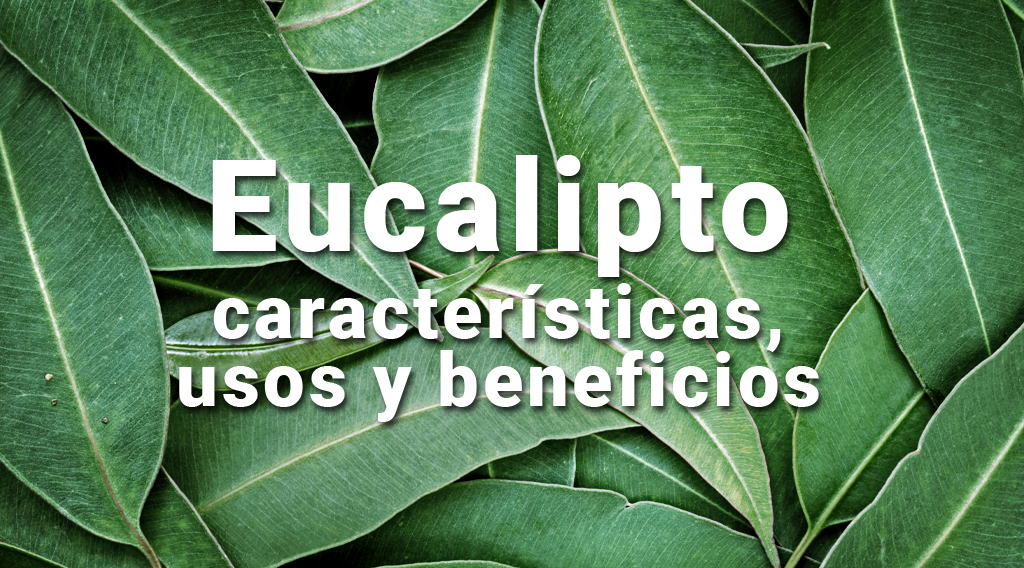 Eucalipto: características, usos y beneficios