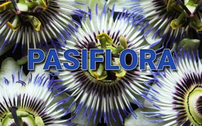 ¿Qué es la Pasiflora? Propiedades, beneficios y usos