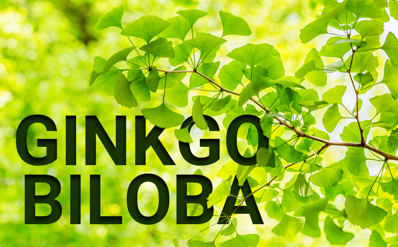 ¿Qué beneficios tiene el Ginkgo biloba? Usos y propiedades